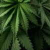 Scopri la Migliore Cannabis Light a Roma per il Tuo Relax
