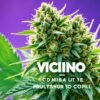 cbd vicino